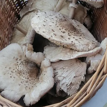 בקתה Bella, Tara, Zaovinsko Jezero